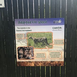 Cheetah signage