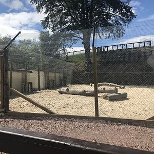 Cheetah holding area (2)