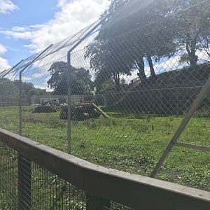 Cheetah enclosure (2)