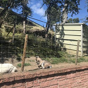 African pygmy goat enclosure