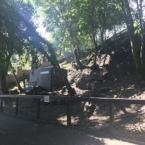 African pygmy goat enclosure (3)