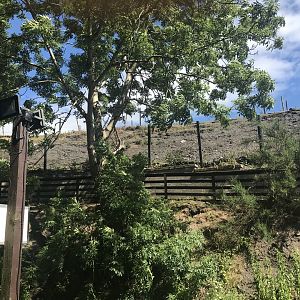 Barbary sheep enclosure
