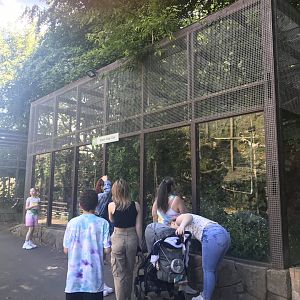 Great grey owl aviary