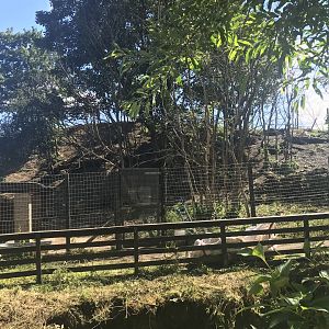 Muntjac deer enclosure