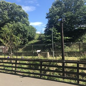 Muntjac deer enclosure (3)