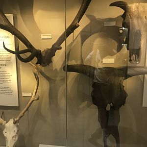 Historic Scotland- Ungulate skulls