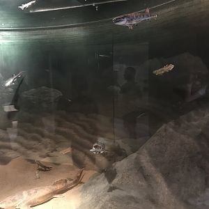 Historic Scotland- Prehistoric species exhibit (2)