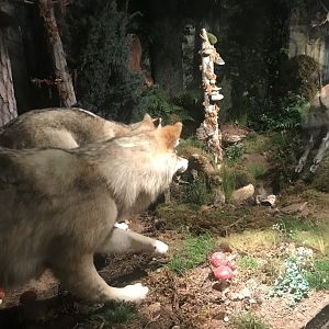 Historic Scotland- Wolves hunting wild boar