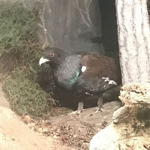 Historic Scotland- Capercaillie