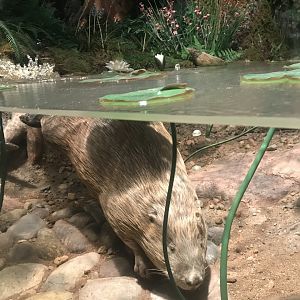 Historic Scotland- Beaver underwater