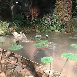 Historic Scotland- Beaver underwater
