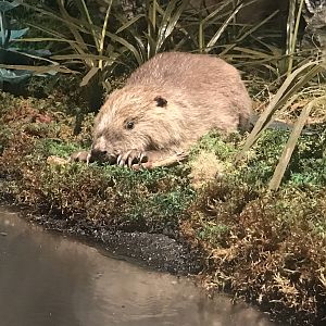 Historic Scotland- Beaver