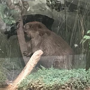 Historic Scotland- Beaver