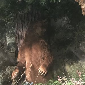 Historic Scotland- Brown bear