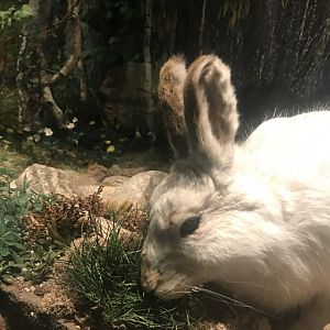 Historic Scotland- Northern Lynx hunting Mountain hare