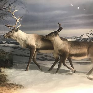Historic Scotland- Reindeer