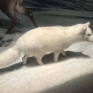 Historic Scotland- Arctic fox