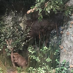 Historic Scotland- Eurasian Elk