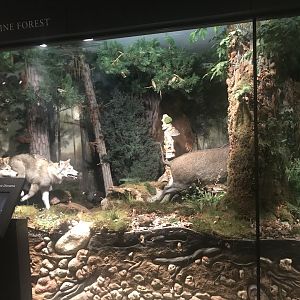 Historic Scotland- View of exhibit