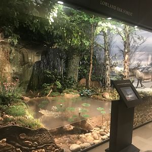 Historic Scotland- View of exhibit (2)