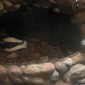 Historic Scotland- Eurasian badger