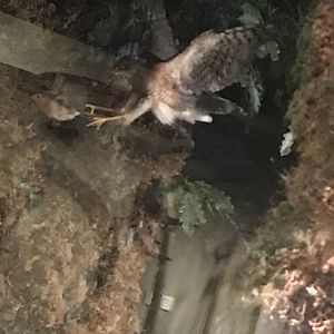 Historic Scotland- Sparrowhawk hunting robin