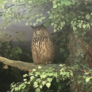 Historic Scotland- Eurasian Eagle owl