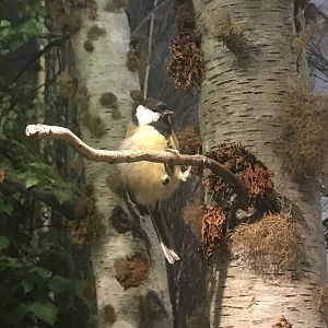 Historic Scotland- Grey tit