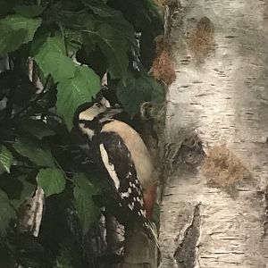 Historic Scotland- Great spotted woodpecker