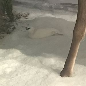 Historic Scotland- Ptarmigan