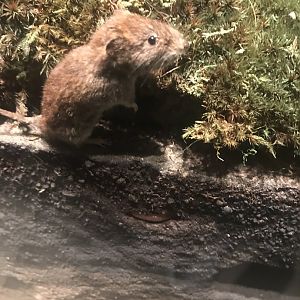Historic Scotland- Bank vole