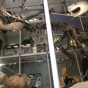 Tyrannosaurus rex skeleton