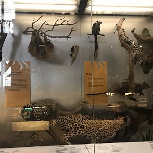 Animal exhibit