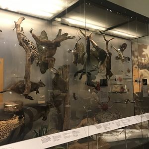 Animal exhibit (2)