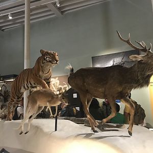 Bengal tiger, grey kangaroo, reticulated python and sika deer