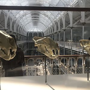 Big cat skulls