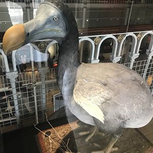 Dodo model
