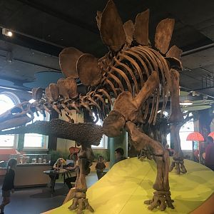Stegosaurus skeleton
