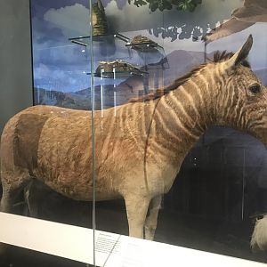 Quagga