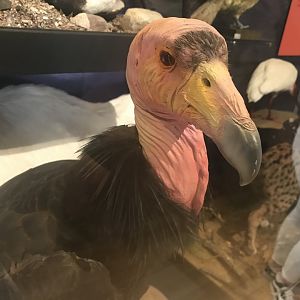 California condor