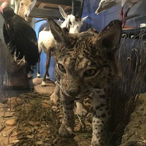 Iberian Lynx
