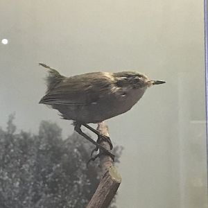 Bush wren