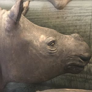 Sumatran rhino