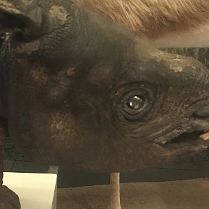 Javan rhino juvenile