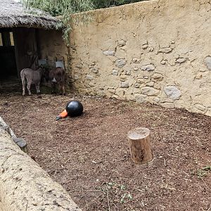Mediterranean miniature donkey seperation exhibit