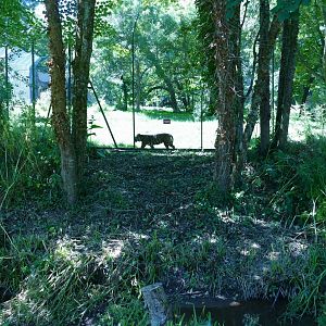 Sumatran tiger, July 2022