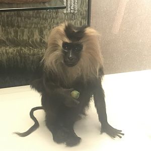 Lion- tailed macaque