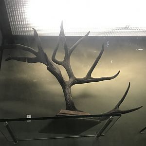 Schomburgk’s deer antler