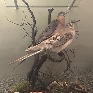 Passenger pigeons