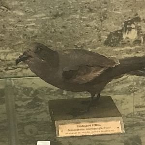 Guadalope storm petrol